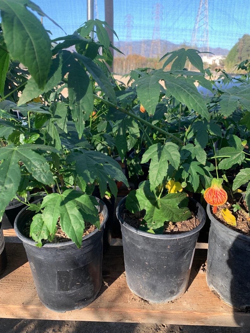 Abutilon 'Tiger Eye' Live Plant - 1 Foot Tall in 6" Pot - Tropical Flowering Plant (Abutilon hybridum)