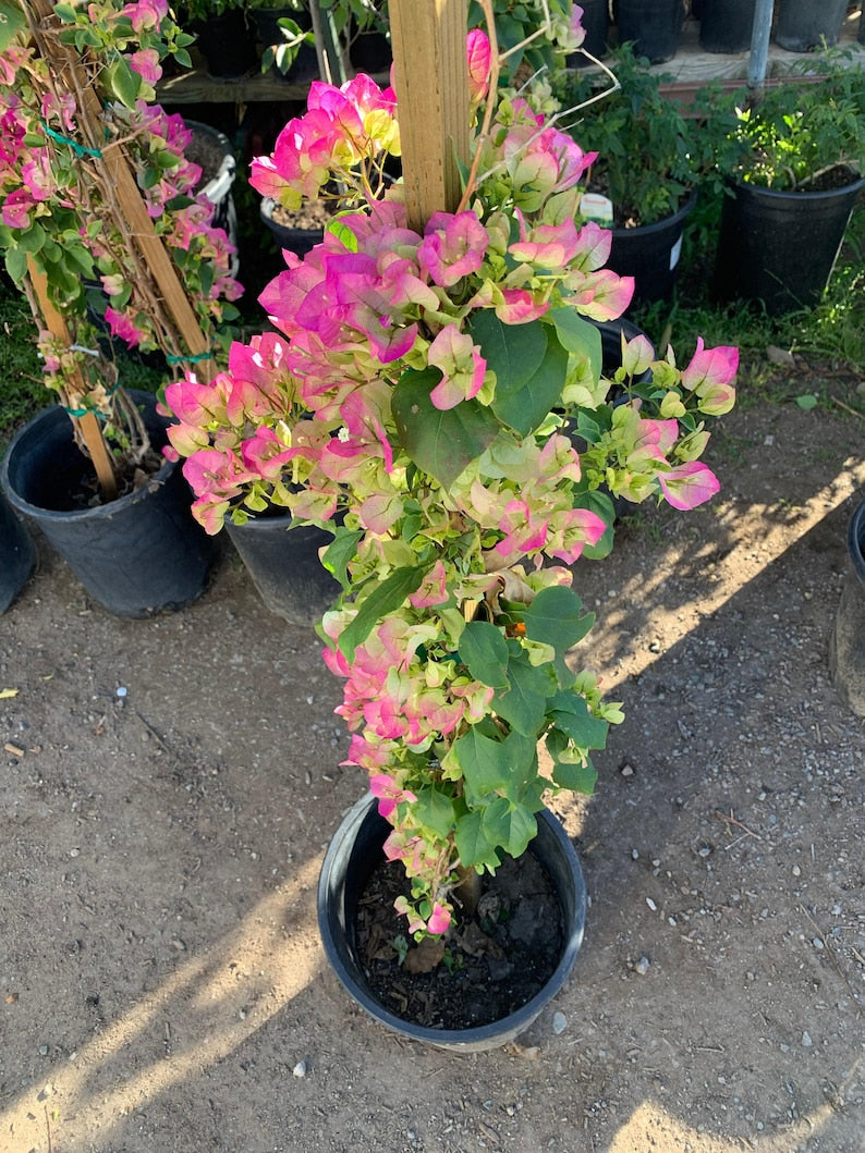 bougainvillea plant varieties Bougainvillea Plant 3 Gallon Pink and White Variety (Bougainvillea spp –  Jayme Garden