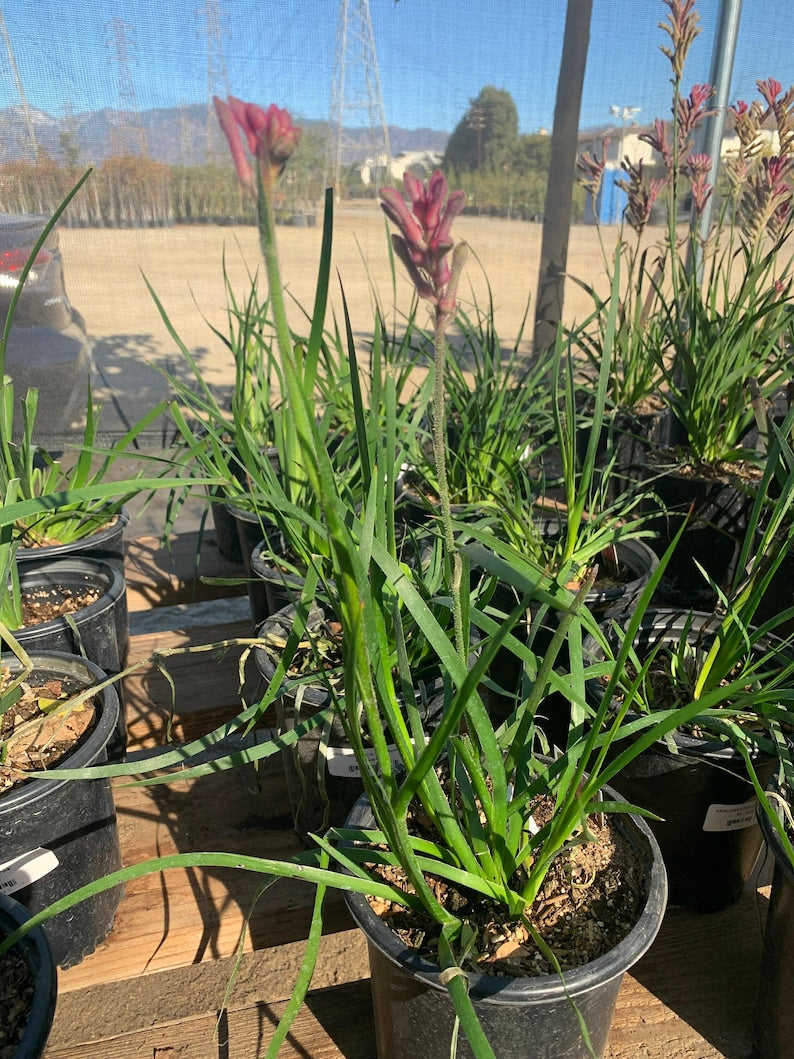 Kangaroo Paw Plant in 6" Pot - Pink Variety (Anigozanthus) - Ideal for Gardens and Containers