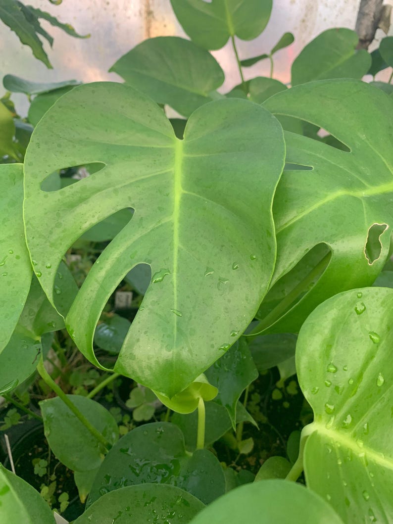 Monstera Deliciosa Live Plant - 1ft Tall in 4” Pot - Tropical Indoor Houseplant, Swiss Cheese Plant (Monstera deliciosa)
