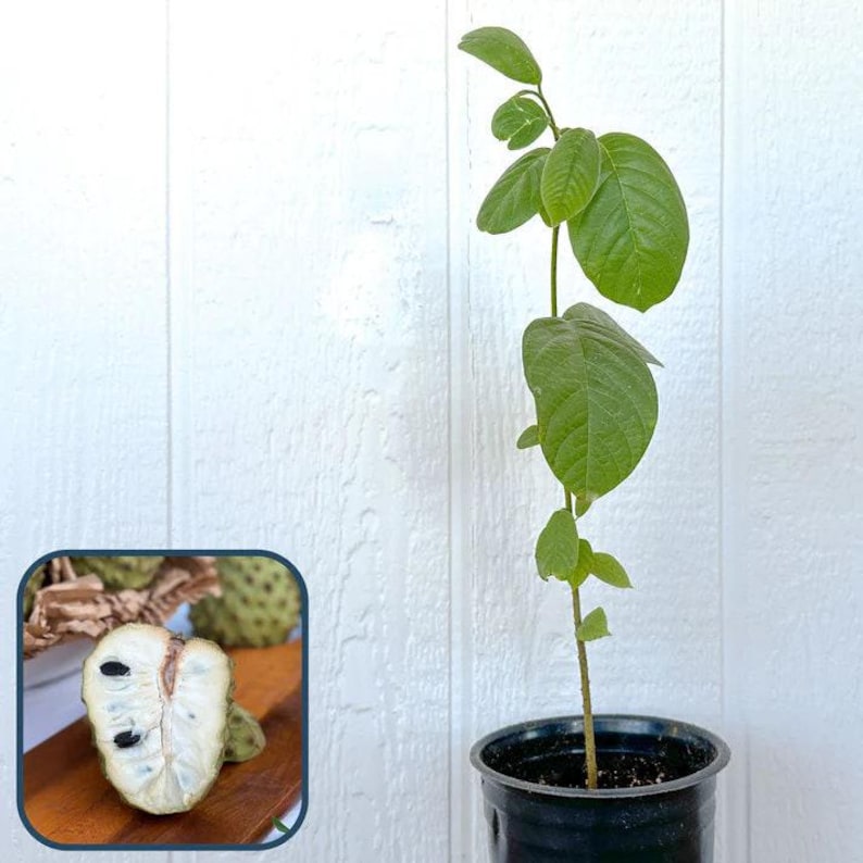 Booth Cherimoya Seedling - 1 Plant - Ideal for Atemoya Root Stock - Cherimoya Seedling in Plastic Bag
