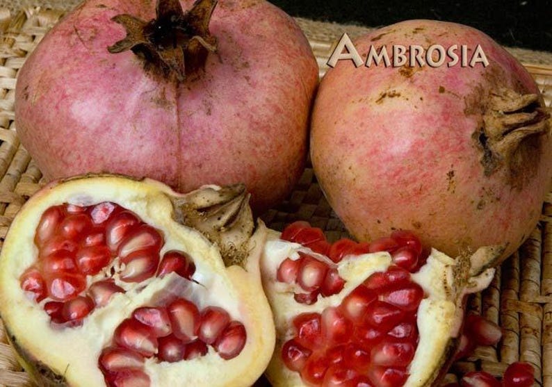 Ambrosia Pomegranate Plant - 6" Pot - Sweet-Tart Purple Juice - Ambrosia Pomegranate (Punica granatum)