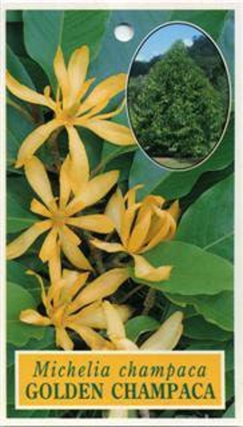 Gold Champaca Plant 1-2 Feet Tall in 6" Pot - Fragrant Yellow Flowers, Evergreen (Michelia alba)