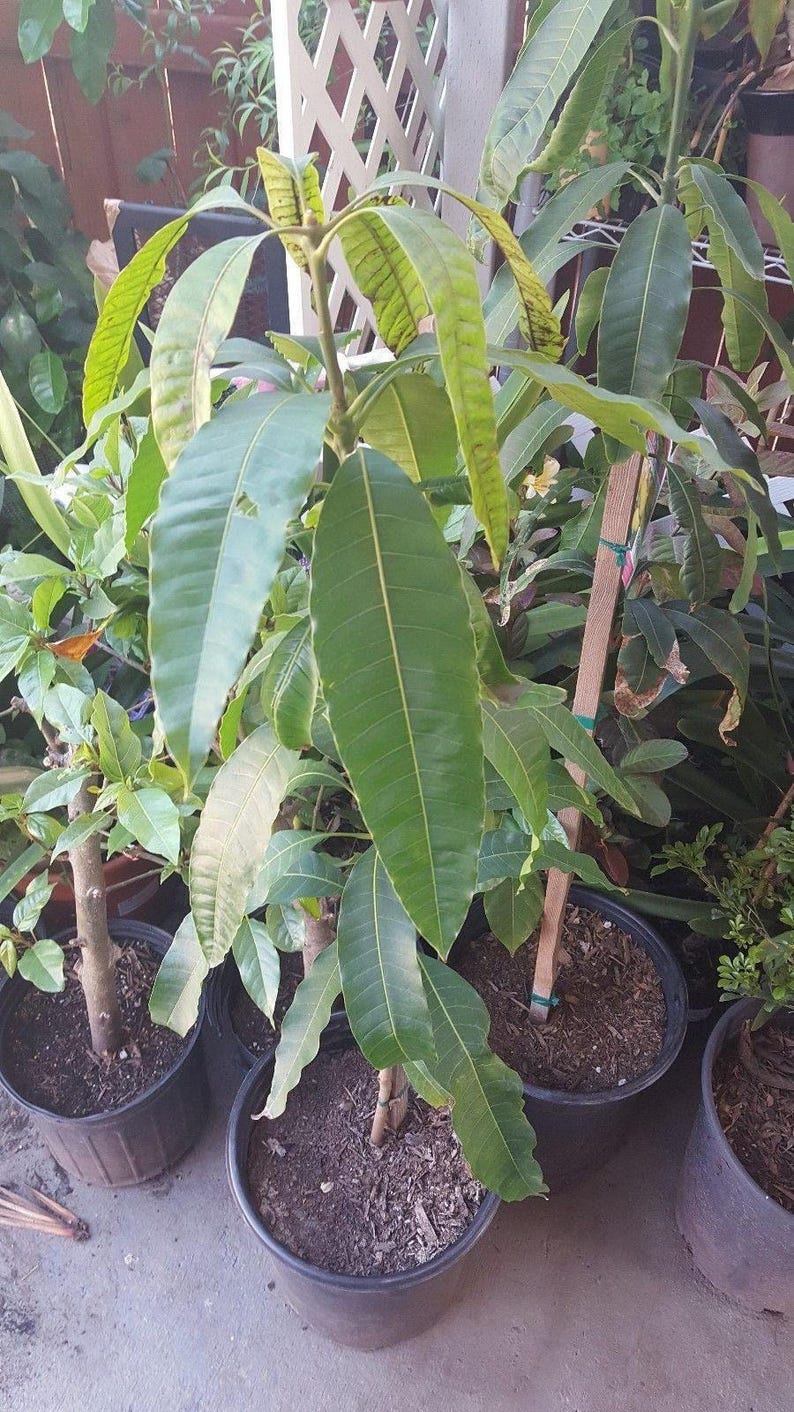 Manila Mango Tree Live Plant - 1 to 2 Feet Tall in 3 Gal Pot - Mangifera indica - Tropical Fruit Tree for Gardens