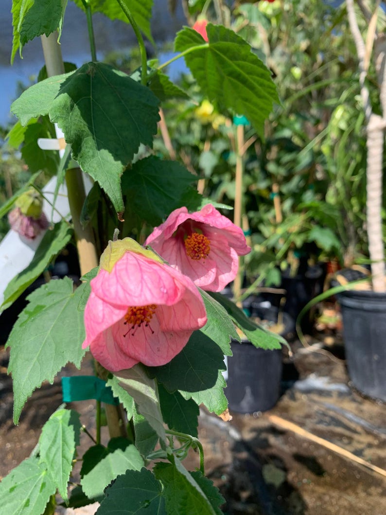 Abutilon Rosalies Live Plant 6” Pot - Evergreen Pink Flowering Shrub - Hummingbird Attracting (Abutilon spp.)