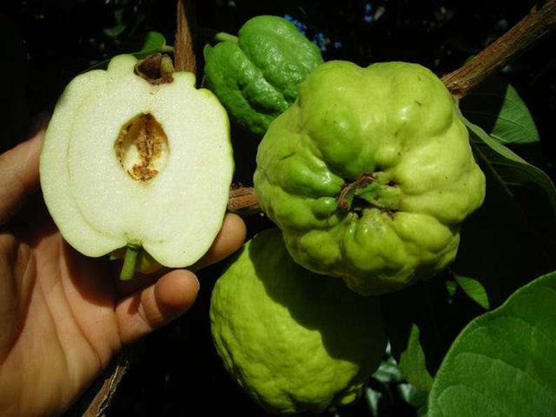 Taiwanese Seedless Guava Tree - 3 Gallon Pot - White Flesh