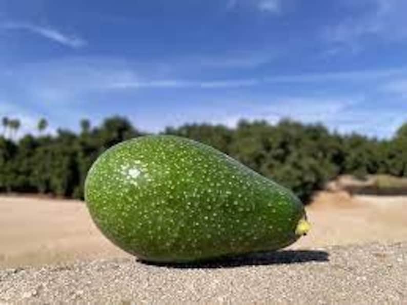 Zutano Avocado Tree - Grafted - 3 to 4 Feet Tall - Strong Trunk - Persea americana 'Zutano'