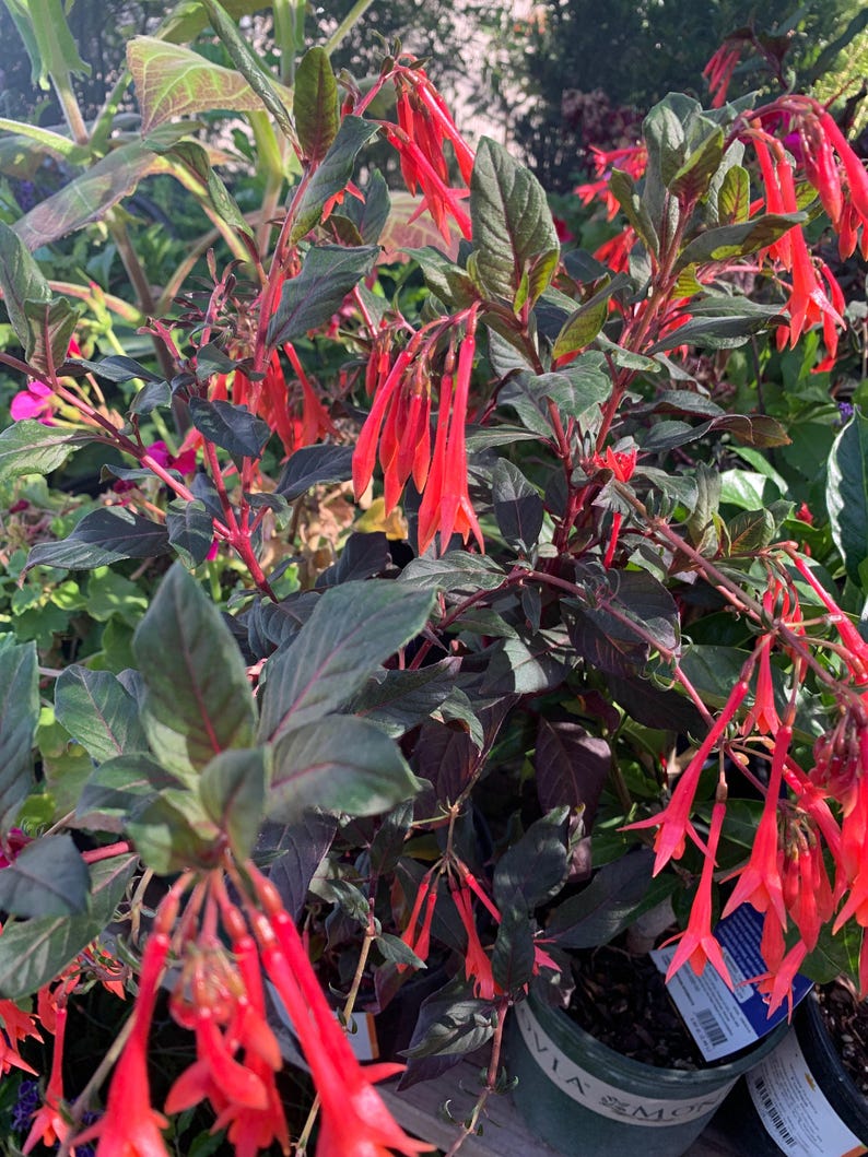 fuchsia potted plants Fuchsia Live Plant 1ft in 6” Pot