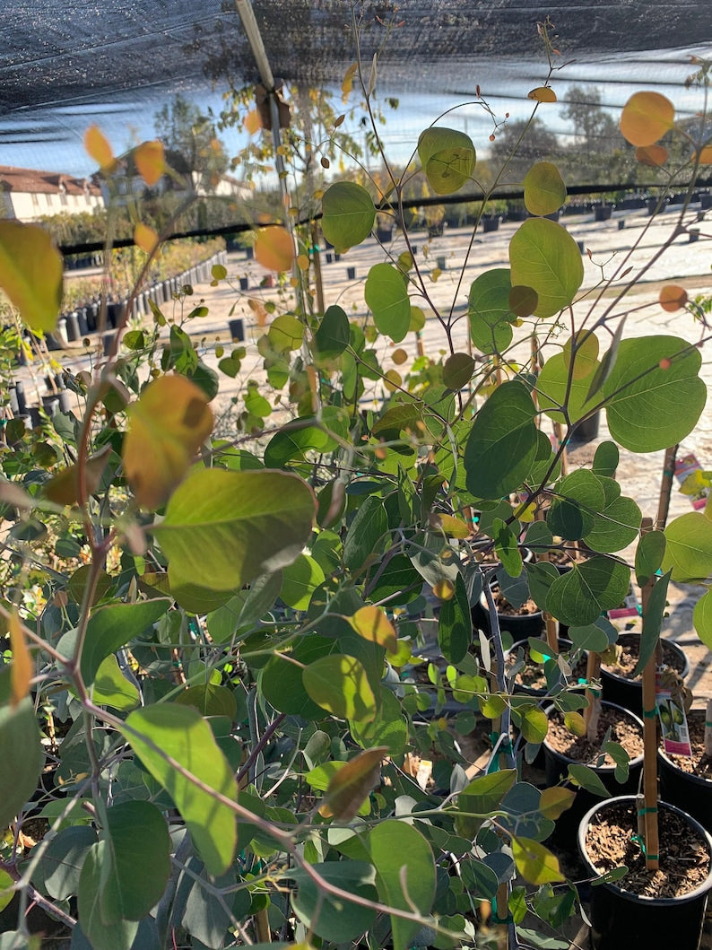 Eucalyptus Tree 6" Pot Silver Dollar Gum Evergreen Fragrant Foliage Eucalyptus polyanthemos