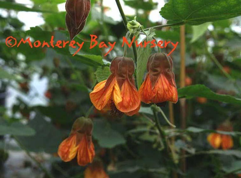 Abutilon 'Orange Hot Lava' Live Plant - 1-2ft Tall in 6" Pot - Vibrant Orange Flowers & Dark Green Leaves - Hybrid A. megapotamicum