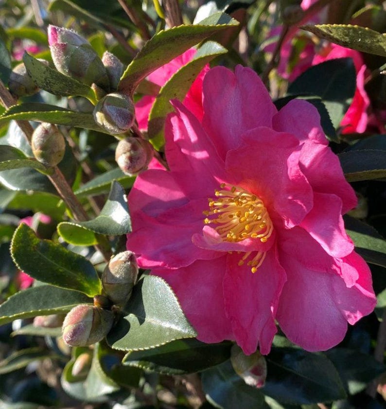 Kanjiro Camellia Plant - 1ft Tall Cherry Pink Flowering - Camellia japonica in 1 Gallon Pot