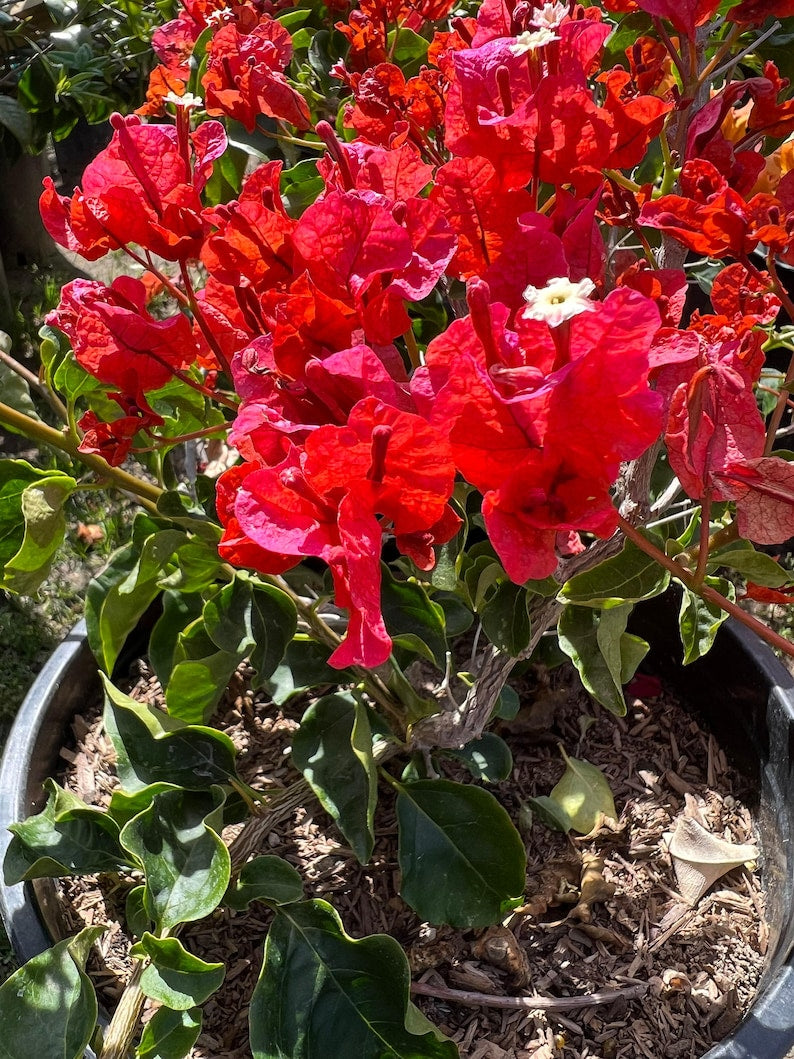 Bougainvillea Orange King Bush Plant - 1 to 2 Feet Tall in 3 Gallon Pot - Bougainvillea glabra