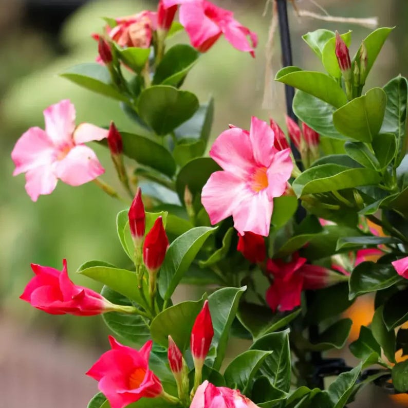 mandevilla climbing plant Live Pink Mandevilla Plant in 1 Gallon Pot