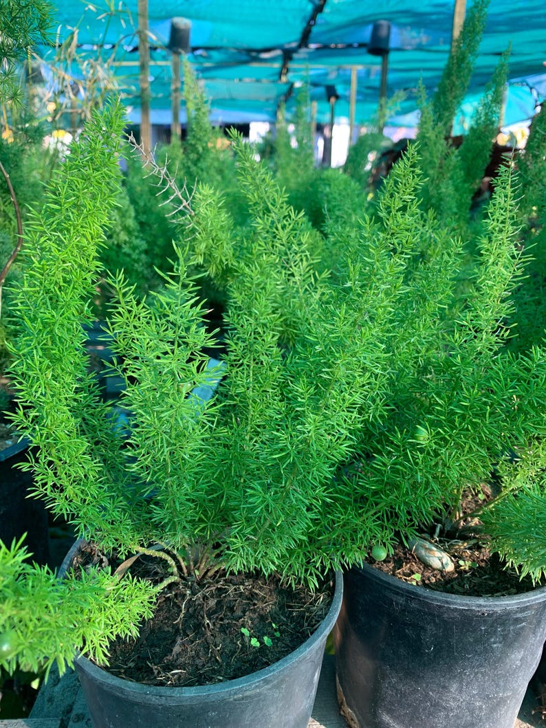 foxtail plant indoor Foxtail Fern Live Plant 6