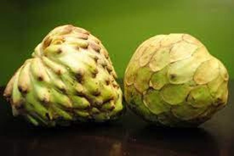 cherimoya plant in pot Dr White Cherimoya Plant - 3 Feet Tall in 3 Gal Pot