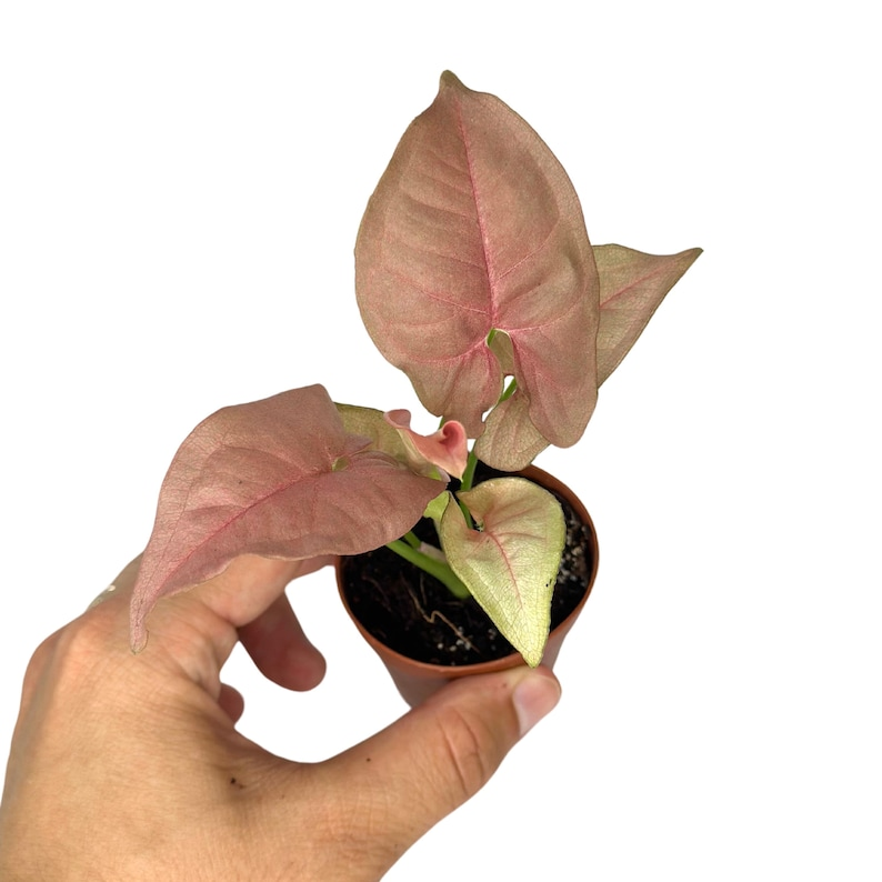 Syngonium Neon Robusta Live Plant Pink Arrowhead Indoor Houseplant Rooted 2 Inch Starter Plant Gift
