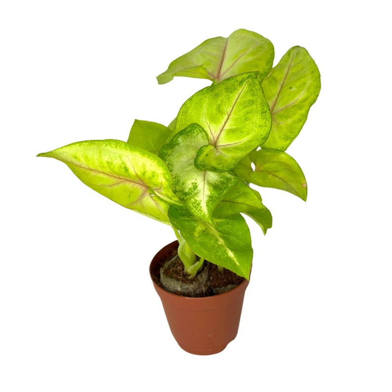 Syngonium Golden Allusion Live Plant Gold Arrowhead Houseplant Variegated Indoor Starter Plant 2 Inch Pot Gift