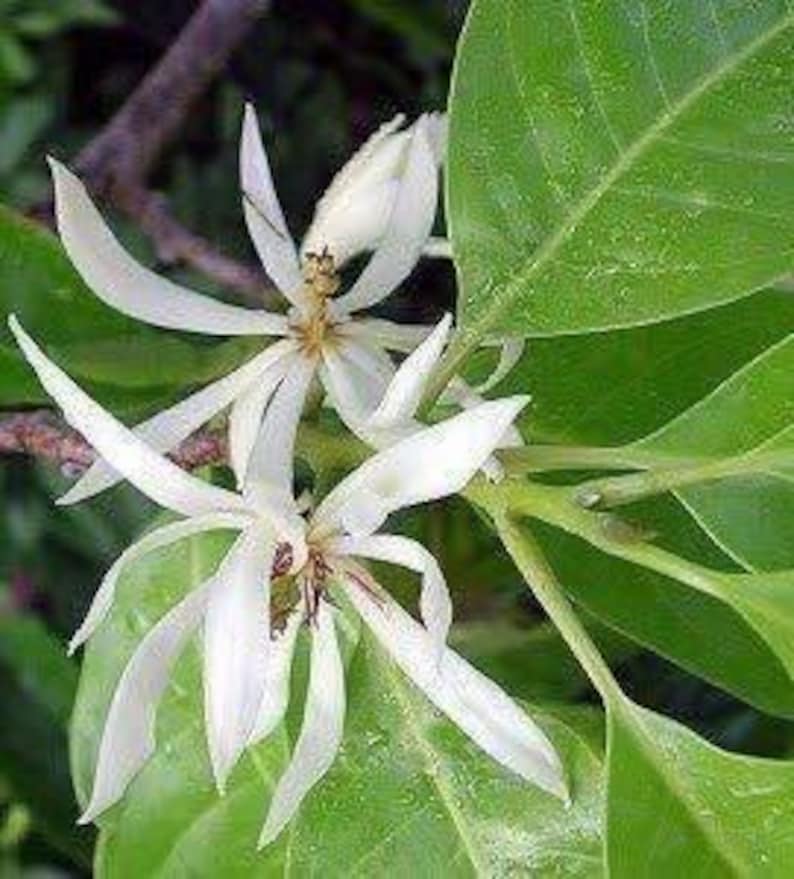 White Champaca Plant 3 Gallon Grafted Ng?c Lan Tr?ng Michelia alba