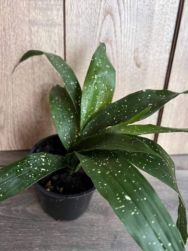 aspidistra elatior indoor plants Milky Way Cast Iron Plant in 4" Pot - Aspidistra Elatior 'Milky Way'
