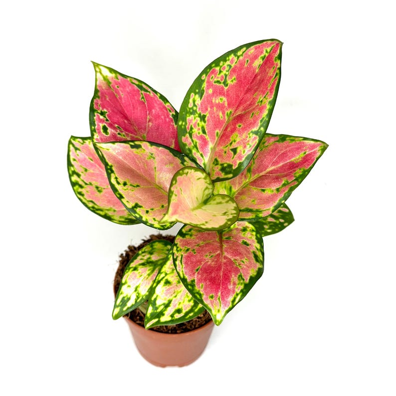 Aglaonema Pink Beauty Live Plant Pink Chinese Evergreen Rooted 2 Inch Indoor Houseplant Gift Decor