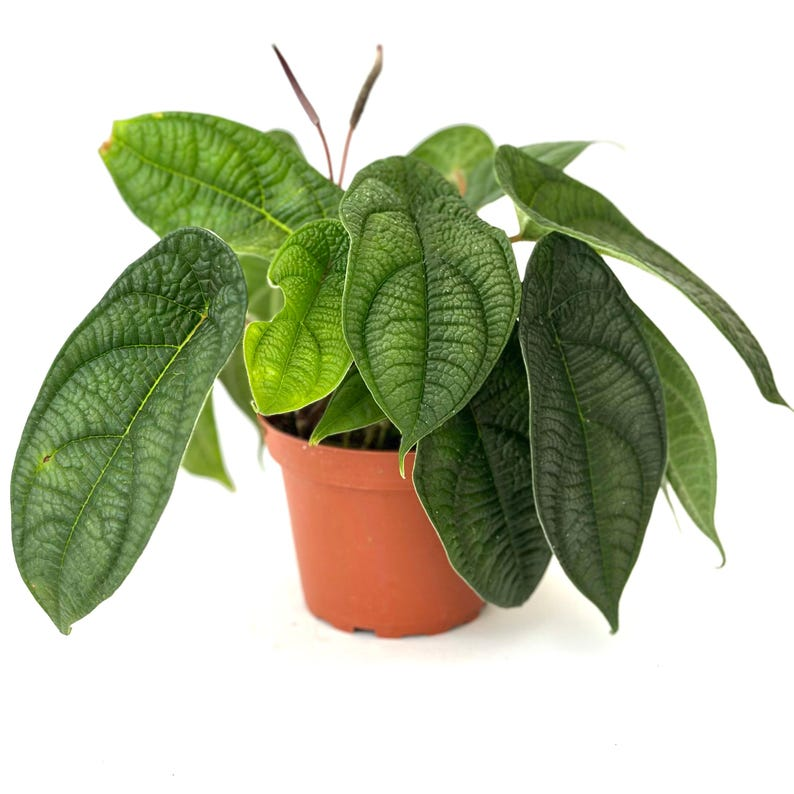 Peperomia Piper Parmatum Live Plant Rare Indoor Houseplant Rooted Starter Plant 4 Inch Pot Decorative Gift