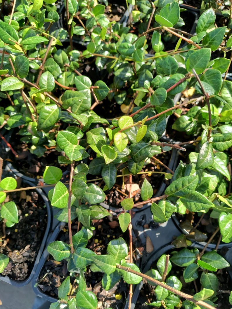 Asian Jasmine Ground Cover Plant - 4 Inch Pot - Trachelospermum asiaticum - Tough, Vigorous, Insect and Disease Resistant