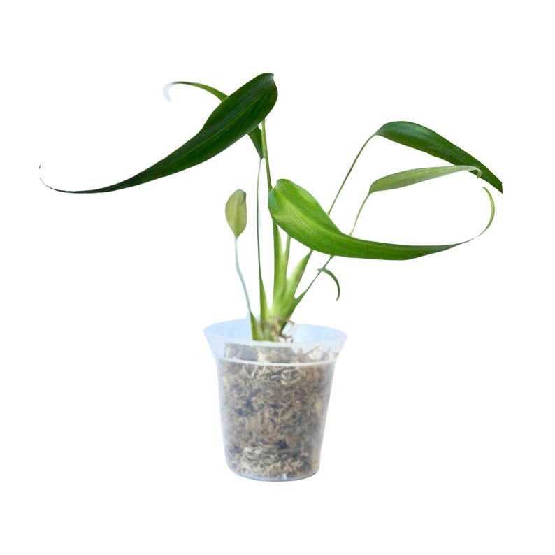 Monstera Burle Marx Flame Live Plant Rooted Tissue Culture Rare Indoor Houseplant Starter Plant Tropical Decor