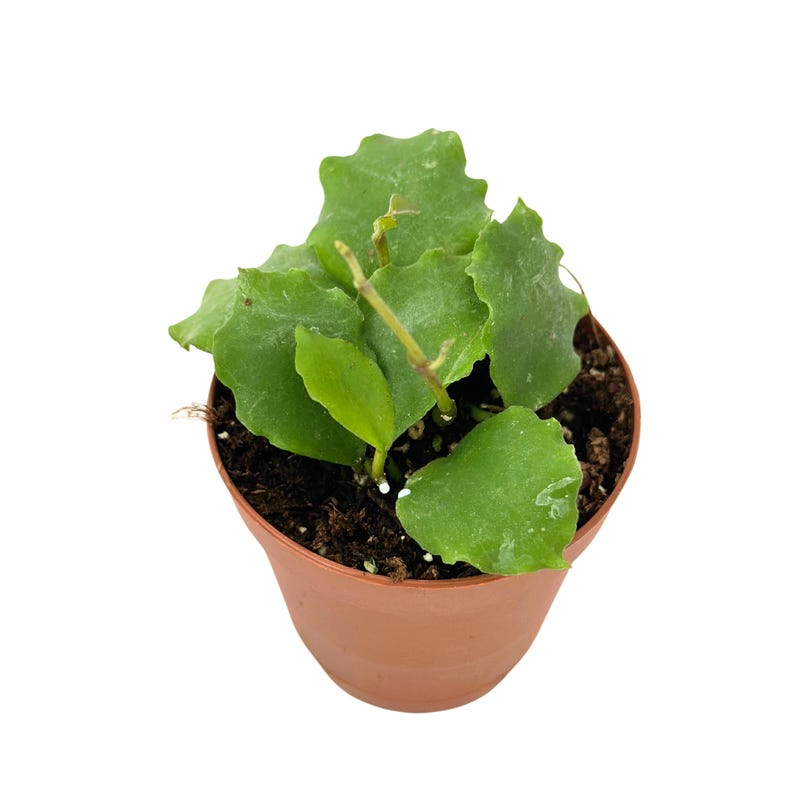 Hoya Endauensis Live Plant Pet Safe Tropical Indoor Houseplant 2 Inch Rooted Starter Gift
