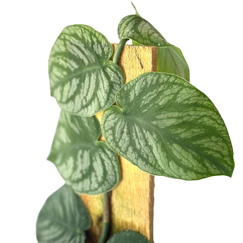 Monstera Dubia Live Plant Shingle Climbing Silver Indoor Tropical Houseplant Starter Plant Gift
