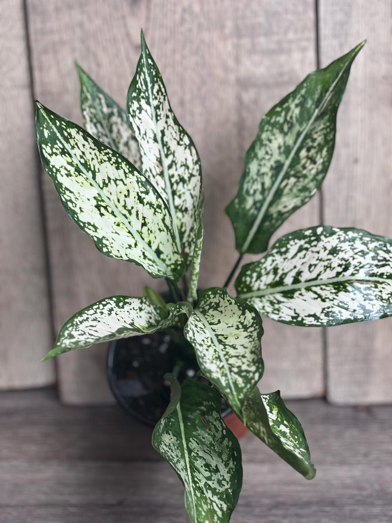aglaonema first diamond vs snow white First Diamond Aglaonema Plant in 4" Pot, White Aglanoema, Osaka