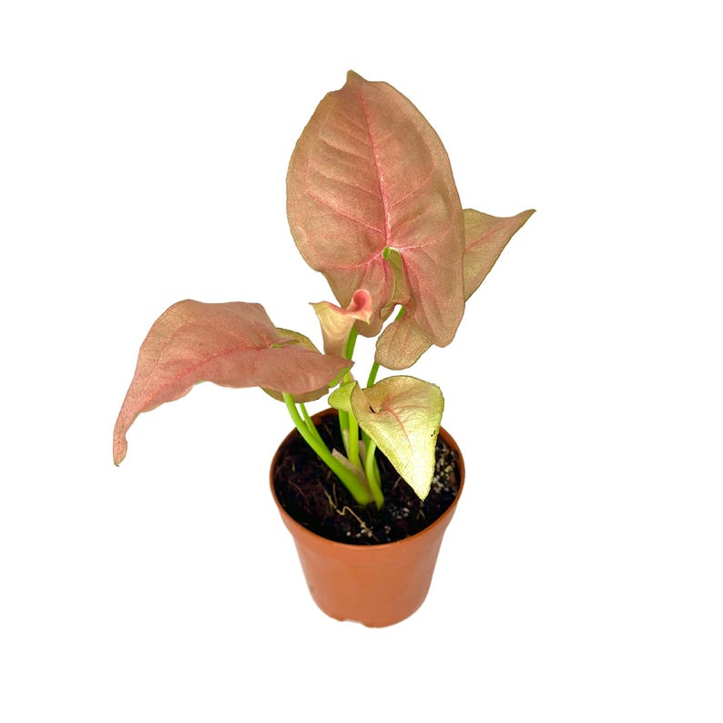 Syngonium Neon Robusta Live Plant Pink Arrowhead Vine 2 Inch Starter Houseplant