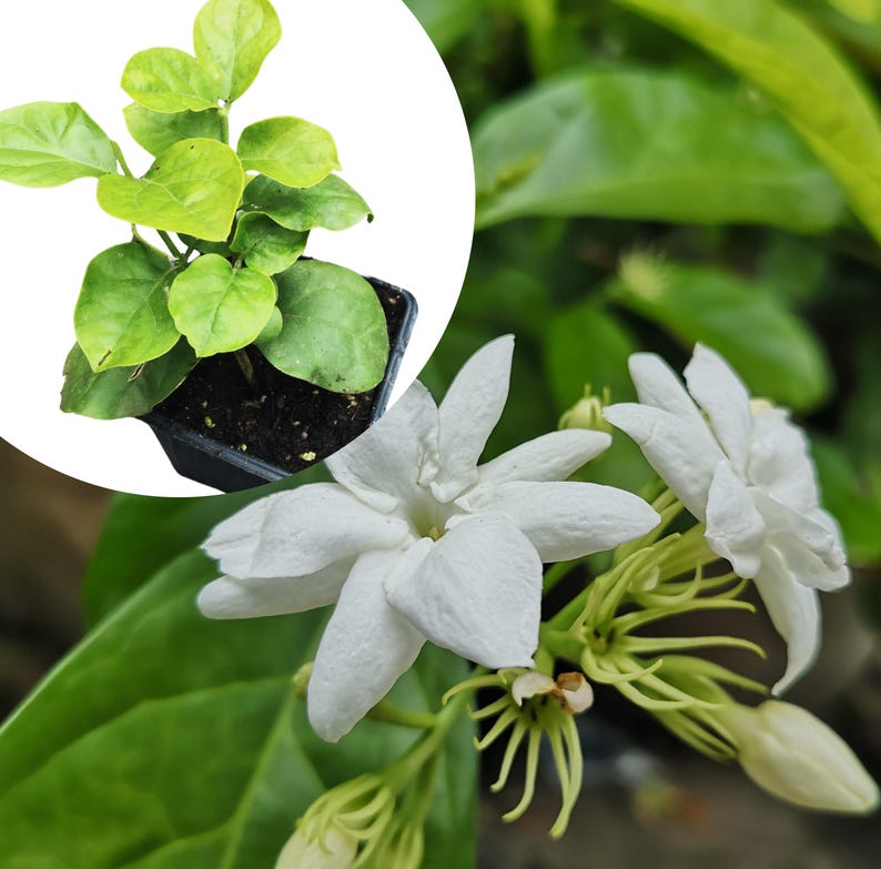 2.5 qt. sambac white jasmine arabian plant in pot Organic Arabian Jasmine Plant in 2.5-inch Pot