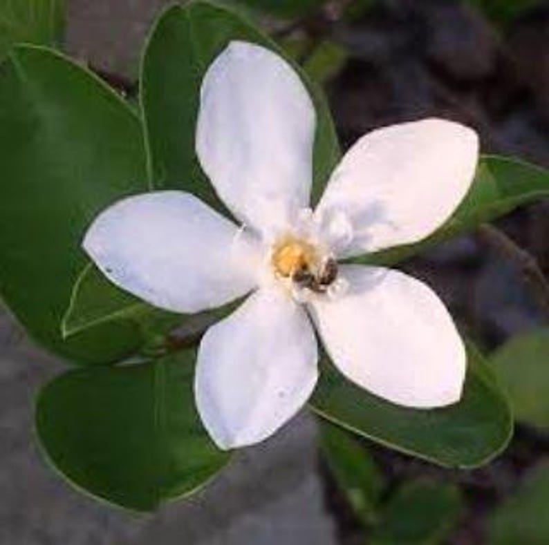 Arctic Snow Bush Plant in Half Gallon Pot - Always Flowering Asian Snow Plant - Easy to Grow, Ideal for Containers