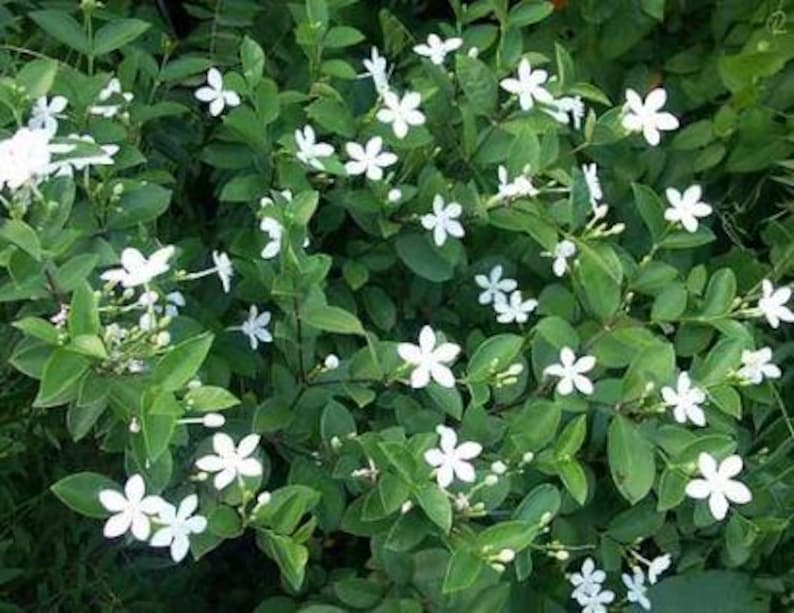 Rare Arctic Snow Bush Plant - 1 Gallon Pot - Asian Snow Jasmine