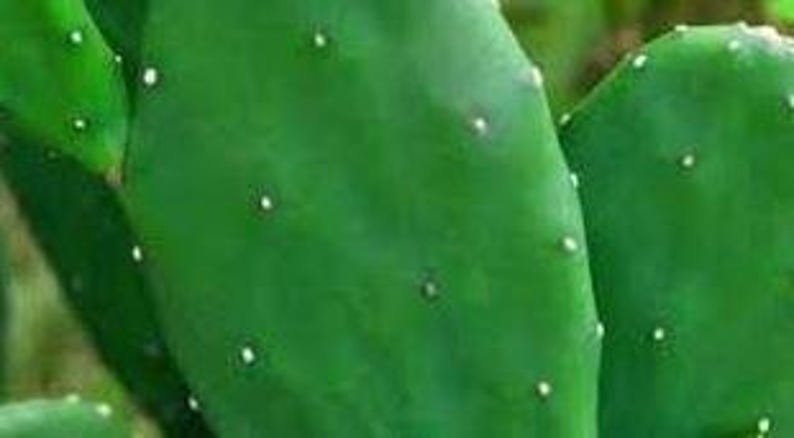 Organic Thornless Prickly Pear Plant - 4 Inch Pot - Opuntia Ficus-Indi   Jayme Garden