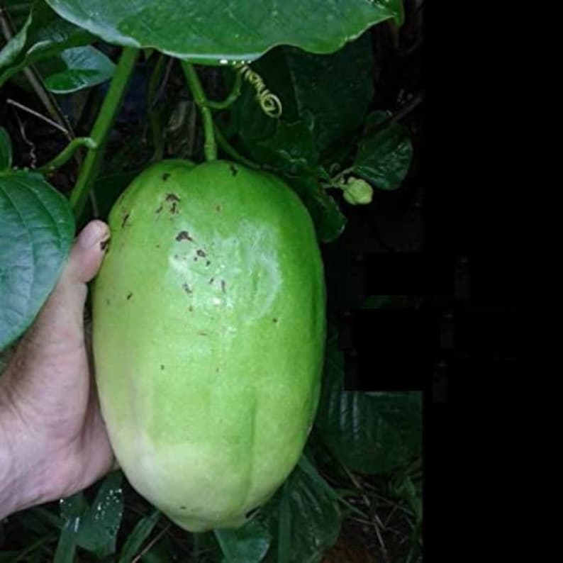 Giant Passion Fruit Plant - 3 Gal Pot - Ruby Glow Variety - Passiflora phoenicea 'Ruby Glow' - Edible Fruit & Showy Flowers