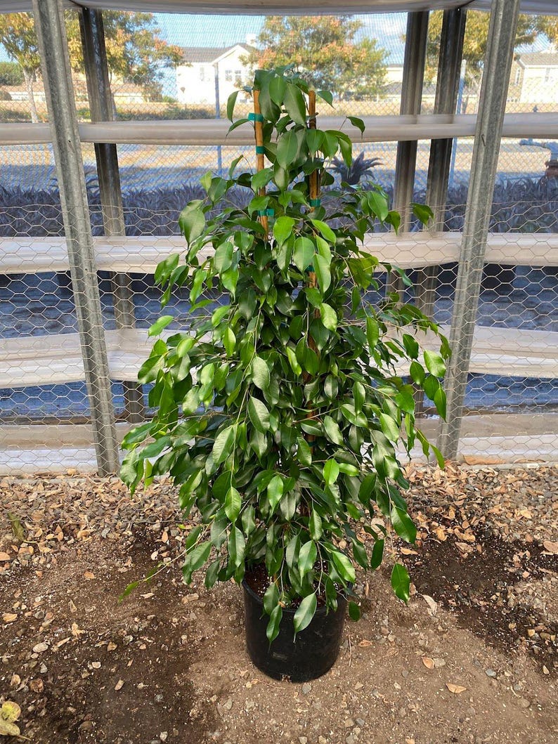 ficus benjamina potting mix Ficus Benjamina Midnight Plant - 3ft Tall in 3Gal Pot