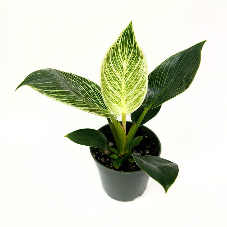 Philodendron Birkin Live Plant Variegated White Wave Tropical Indoor Houseplant 4 Inch Rooted Gift