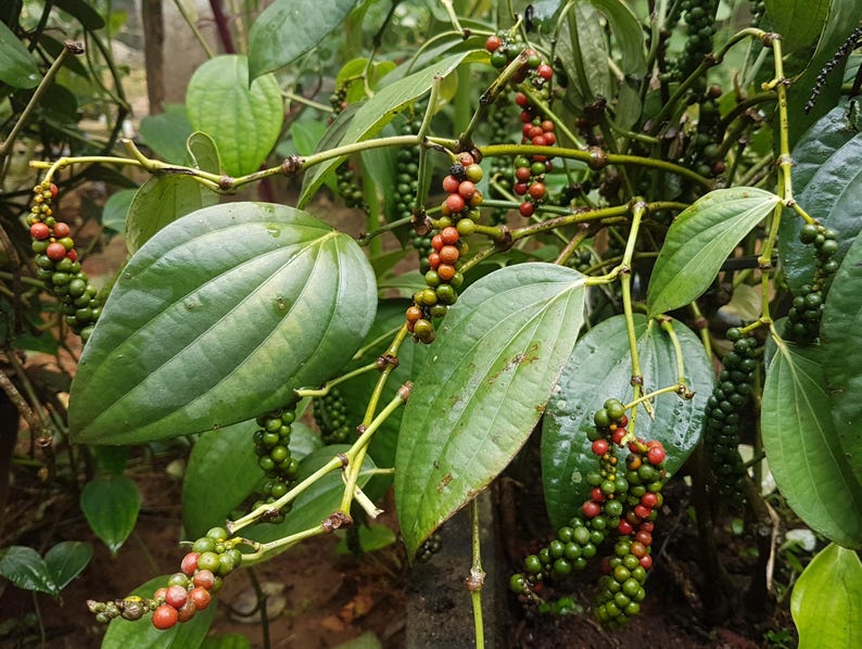 Large Black Pepper Plant in 10" Pot, Piper nigrum, Tropical Vine with Heart-Shaped Leaves, Ideal for Containers
