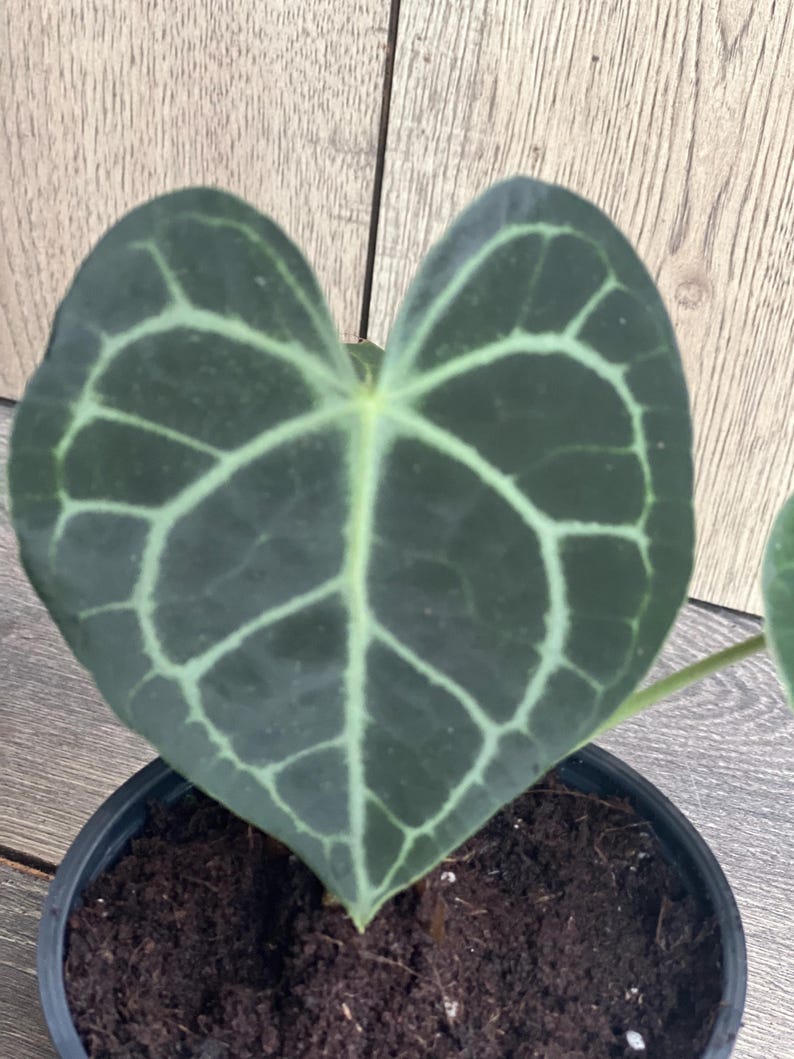 Anthurium Clarinervium 4" Pot - Rare Aroid Houseplant - Tropical Green Foliage - Indoor Plant Decor - Anthurium Crystallinum Similar