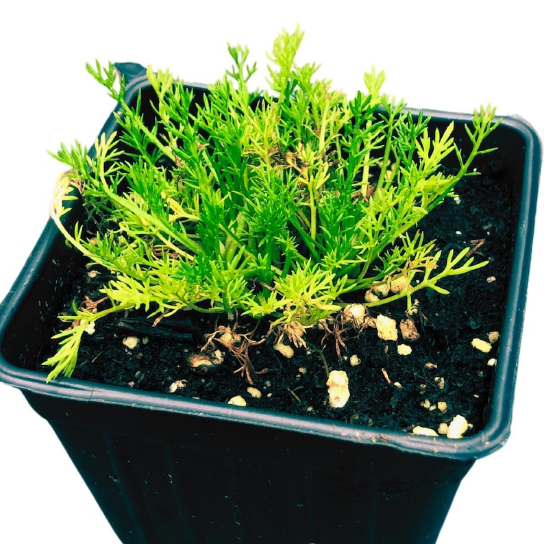 planting chamomile in pots Organic Roman Chamomile Plant in 2.5-Inch Pot - Chamaemelum nobile