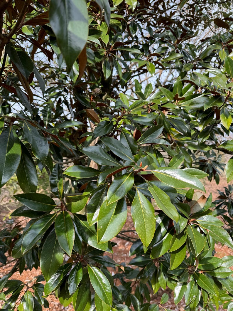 Kay Parris Magnolia Tree 30 Inch Live Plant 2 Gallon Pot – Magnolia grandiflora Evergreen Southern Magnolia Compact Garden Tree