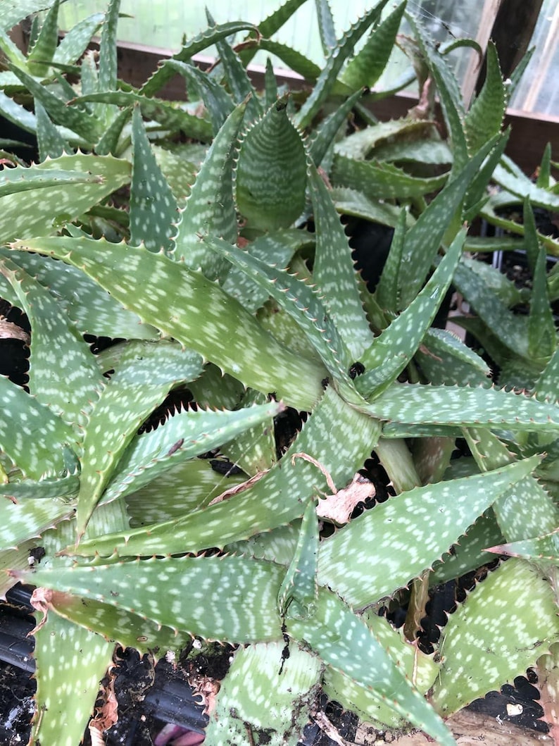 succulent spotted leaves Organic Soap Aloe Plant 2.5-inch Pot Aloe Maculata