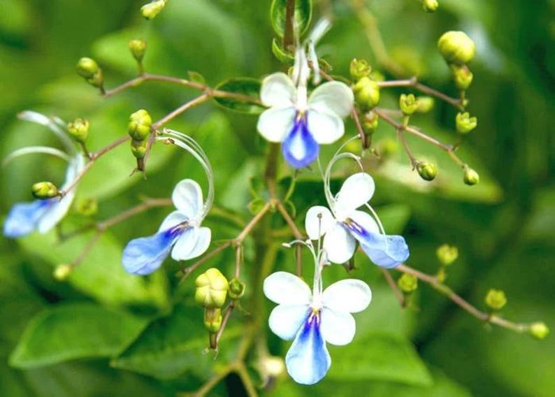Blue Butterfly Bush Plant in 6” Pot, Clerodendrum Ugandense, Low Maintenance with Pale Blue and White Flowers