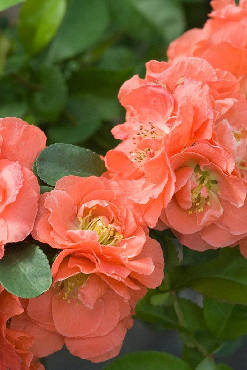Double Take Peach Flowering Quince - 6" Pot - Thornless - Chaenomeles speciosa