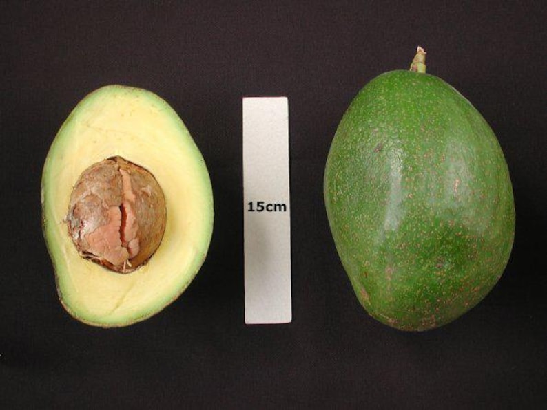 Choquette Avocado Tree - Grafted 2ft Tall - 3Gal Pot - Persea americana - Ideal for Home Garden and Florida Climate