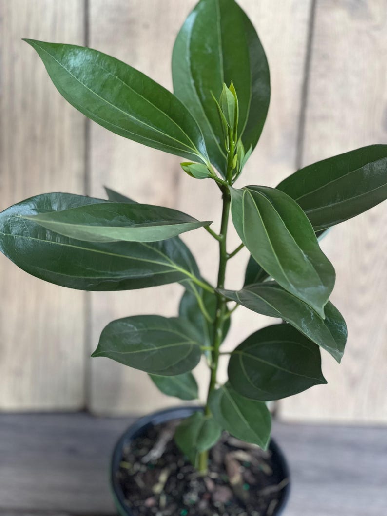 ceylon cinnamon plant for sale Cinnamon Tree in 6" Pot, Ceylon Cinnamon, Cinnamomum zeylanicum, Aroma – Jayme Garden