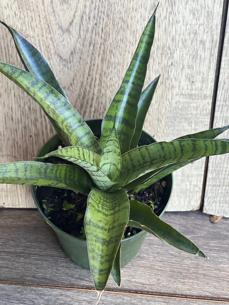 Sansevieria Gabriella Hybrid Plant in 4" Pot | Compact Snake Plant | I   Jayme Garden