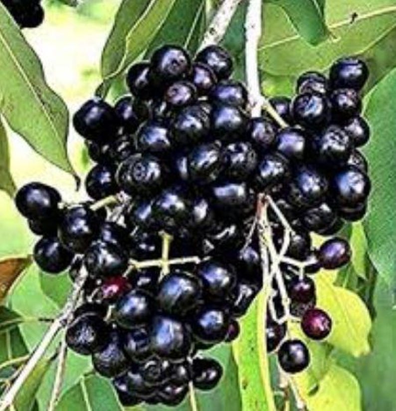 jamun plant in pot Black Java Plum Plant | 8-12 Inch | Syzygium cumini