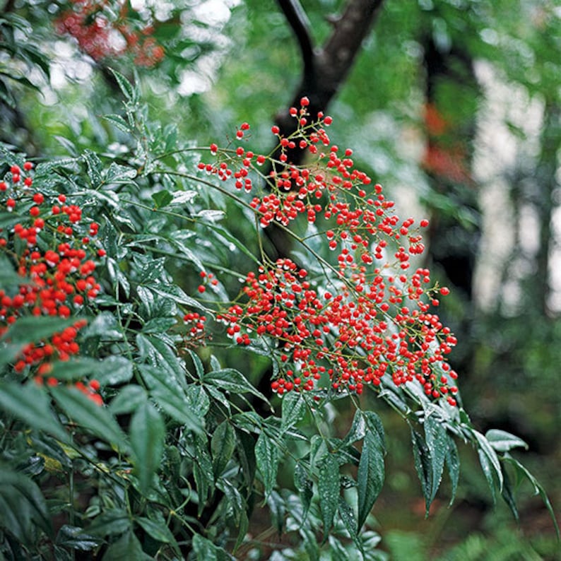 Domestica Nandina Plants - 2 Pack in 3" Containers, Heavenly Bamboo, Nandina domestica, Ornamental Evergreen Shrub